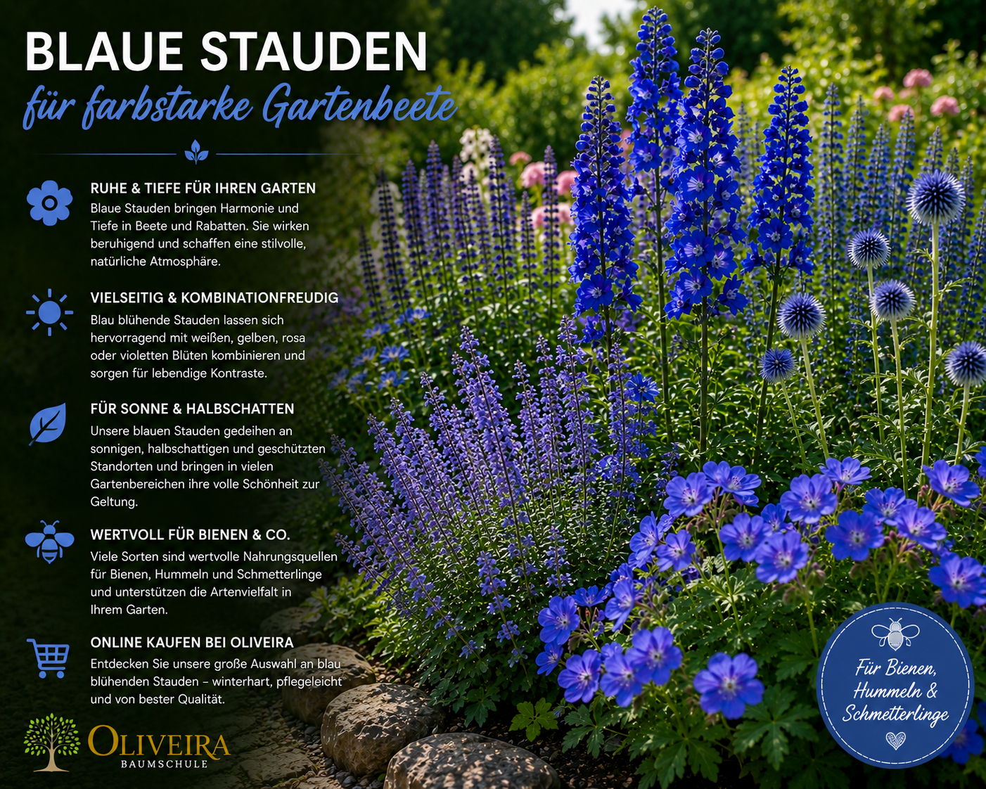 blaue Stauden kaufen | Oliveira Baumschule