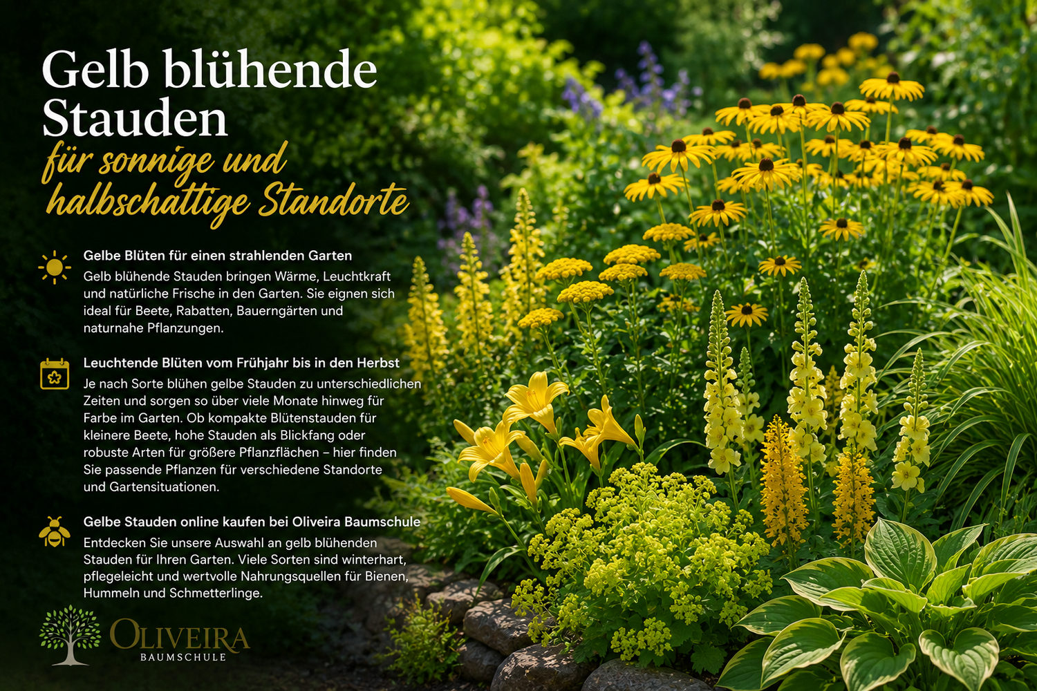 Gelb blühende Stauden kaufen | Oliveira Baumschule