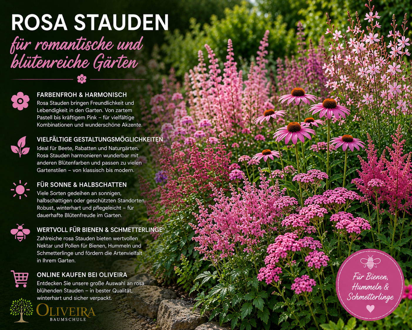 Rosa Stauden kaufen | Oliveira Baumschule