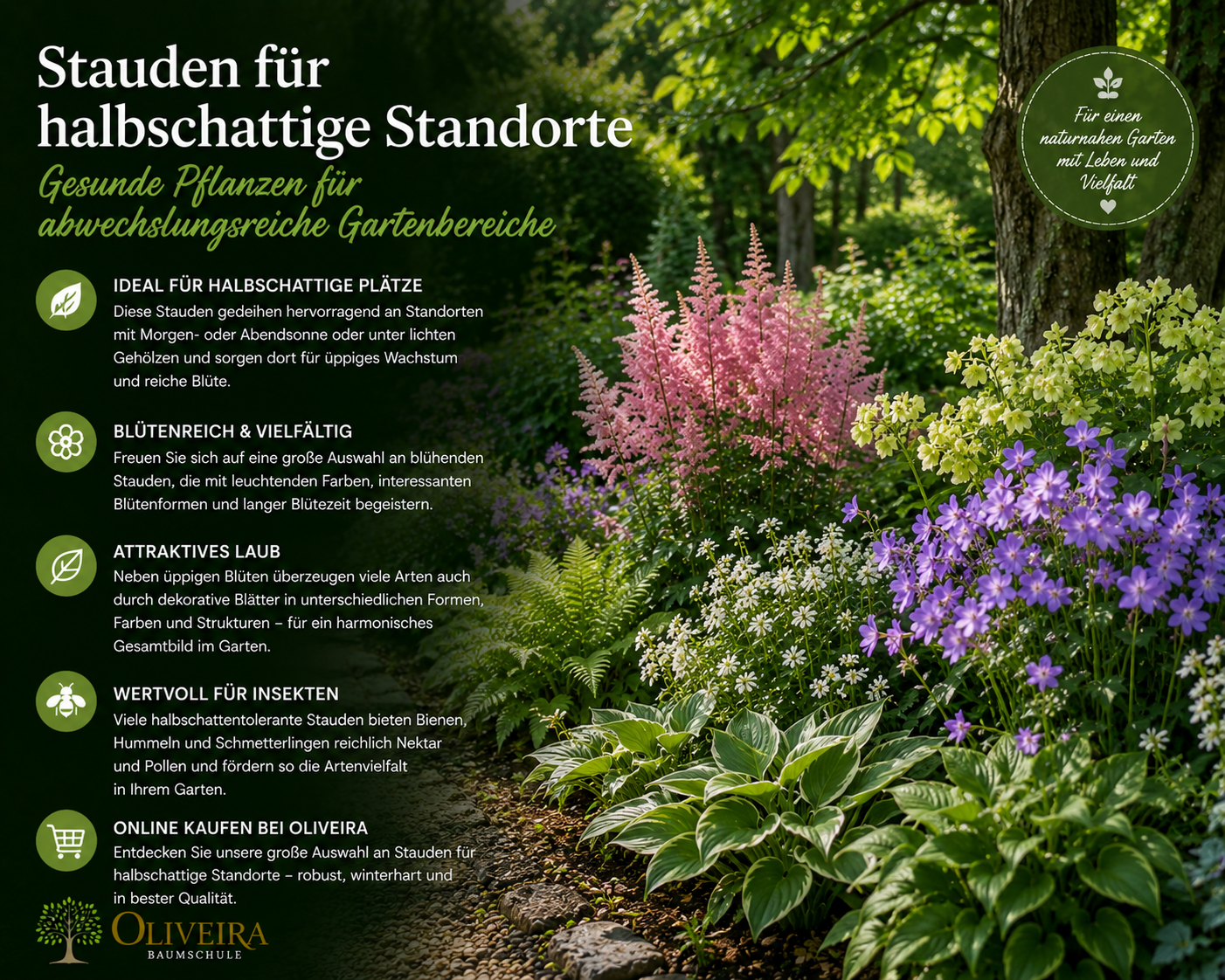 Stauden für halbschattige Standorte | Oliveira Baumschule
