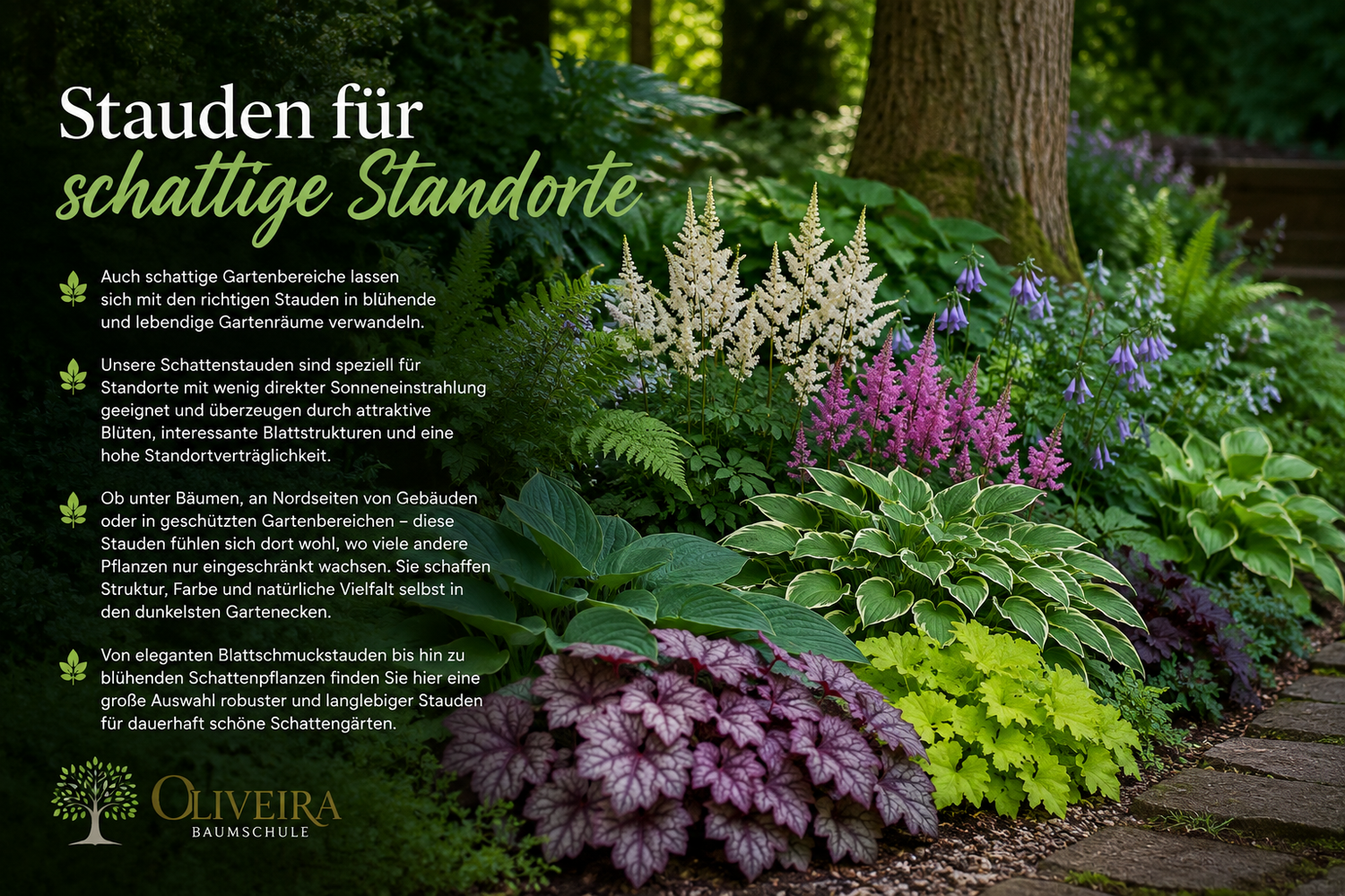 Stauden für schattige Standorte | Oliveira Baumschule