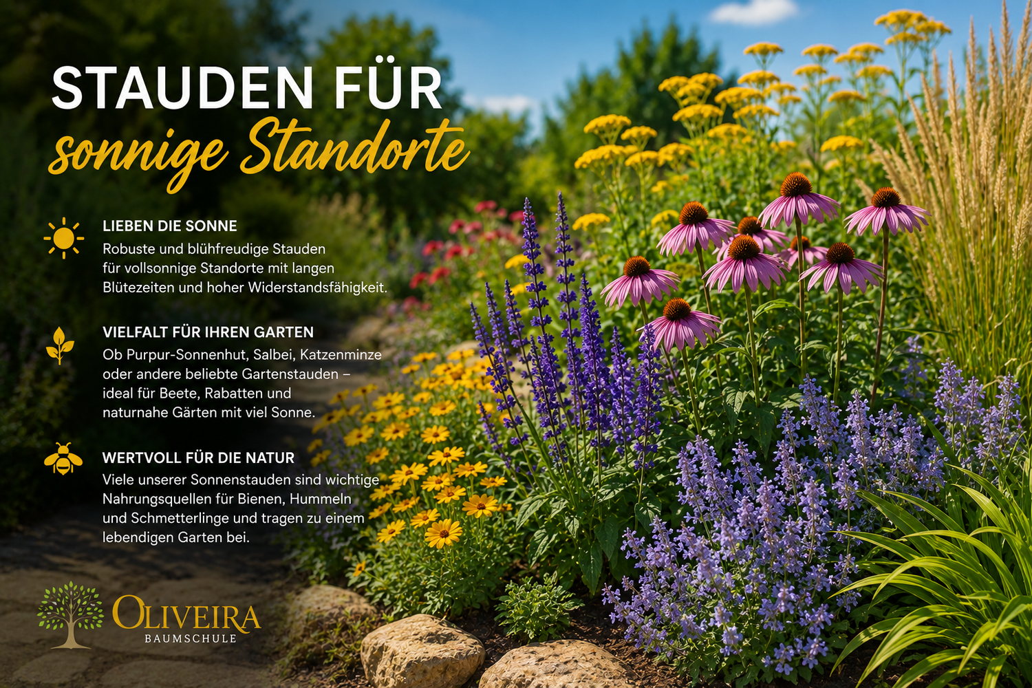 Sonnenstauden – Stauden kaufen für sonnige Standorte  | Oliveira Baumschule