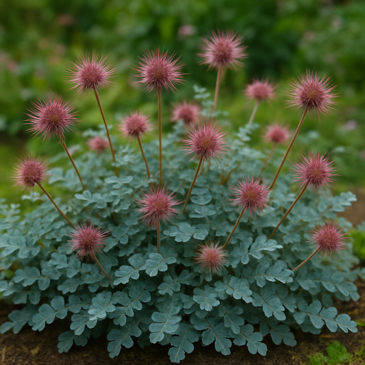 Acaena caesiiglauca 'Frikart'