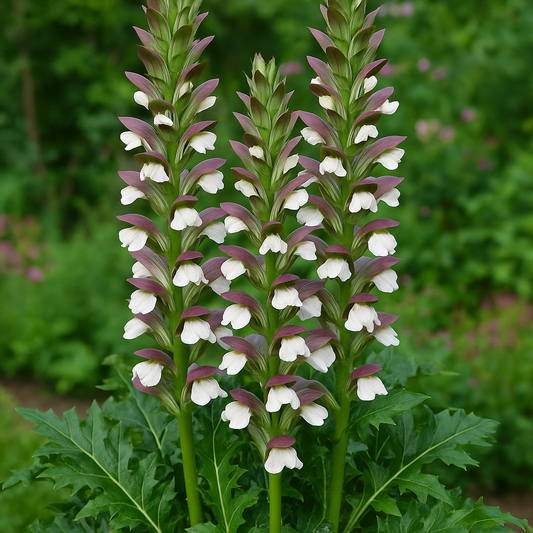 Acanthus 'Morning Candle' ®
