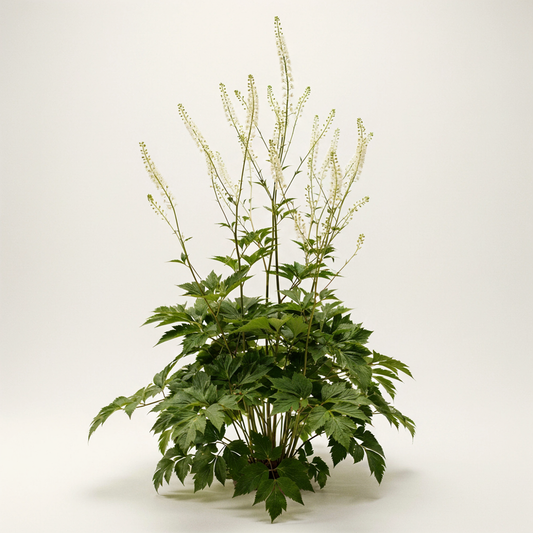 Actaea racemosa var. cordifolia (Cimicifuga)