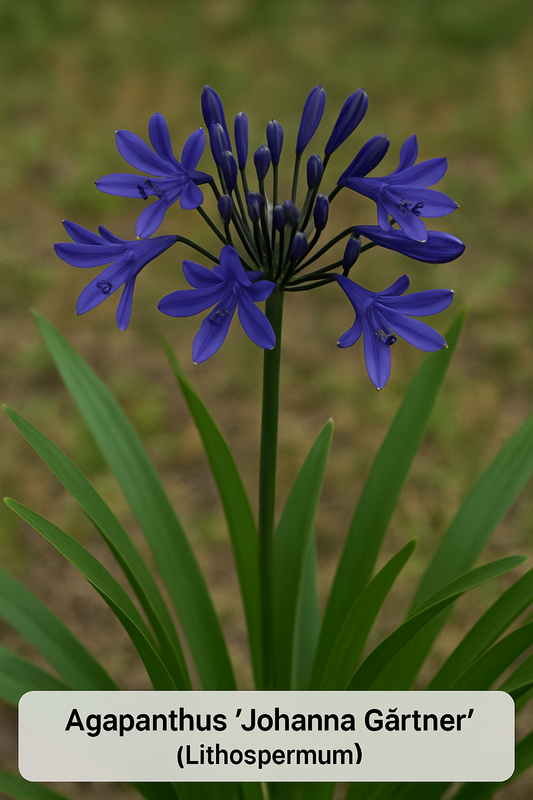 Agapanthus 'Johanna Gärtner'