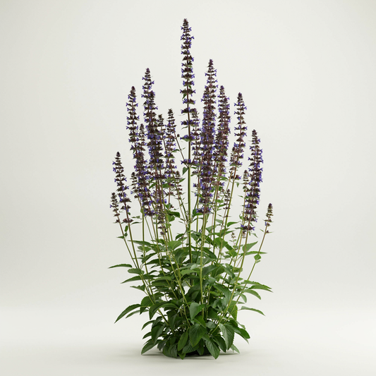 Agastache 'Black Adder'