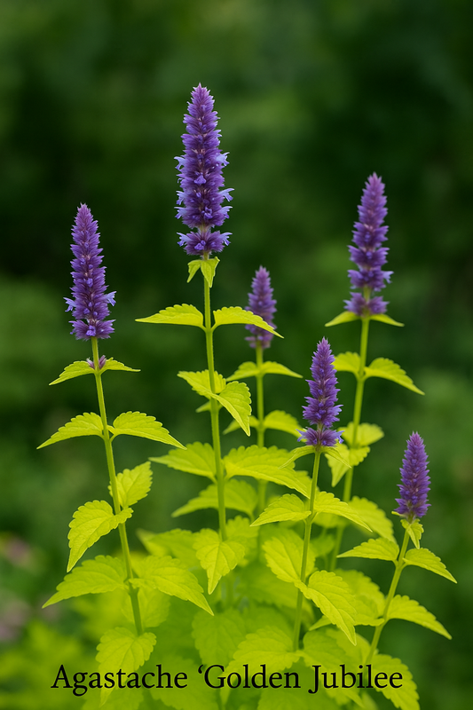 Agastache foeniculum 'Golden Jubilee'