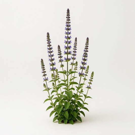 Agastache 'Little Adder'