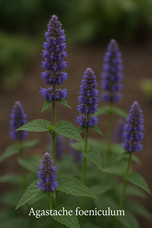 Agastache foeniculum