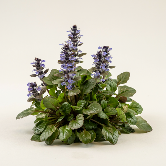 Ajuga reptans