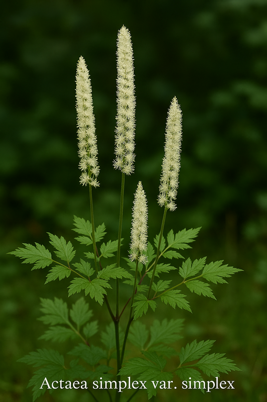 Actaea simplex var. simplex (Cimicifuga)