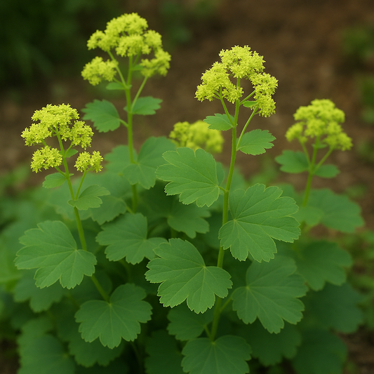 Alchemilla epipsila