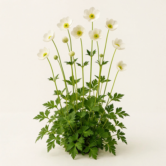 Anemone multifida 'Annabella White'