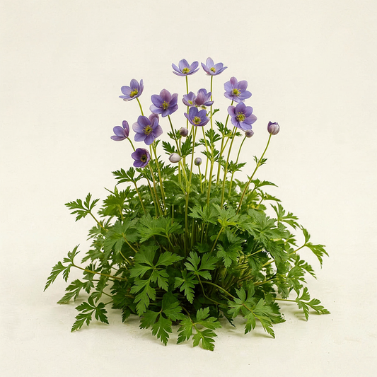 Anemonoides blanda 'Blue Shades' (Anemone)
