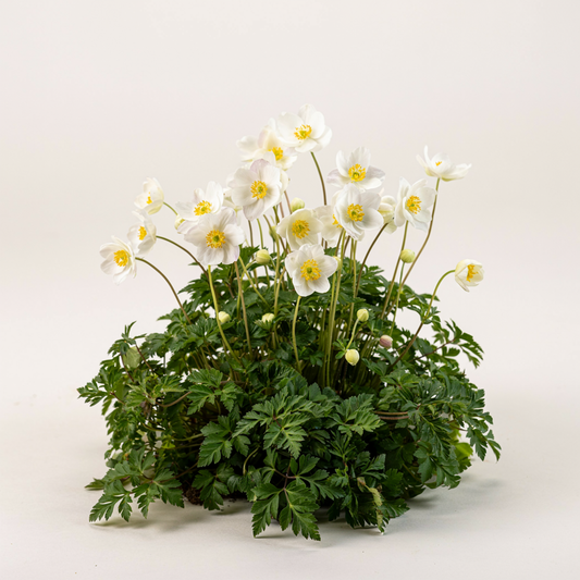 Anemonoides blanda 'White Splendour' (Anemone)