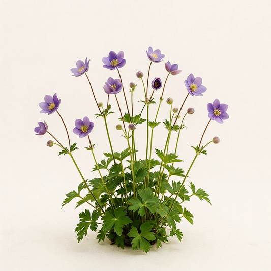 Anemonoides nemorosa 'Abendhimmel' (Anemone)