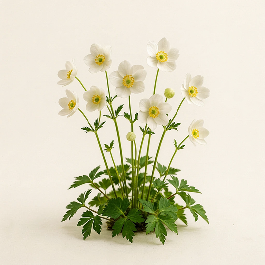 Anemonoides nemorosa (Anemone)