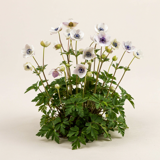 Anemonoides nemorosa 'Blue Eyes' (Anemone)