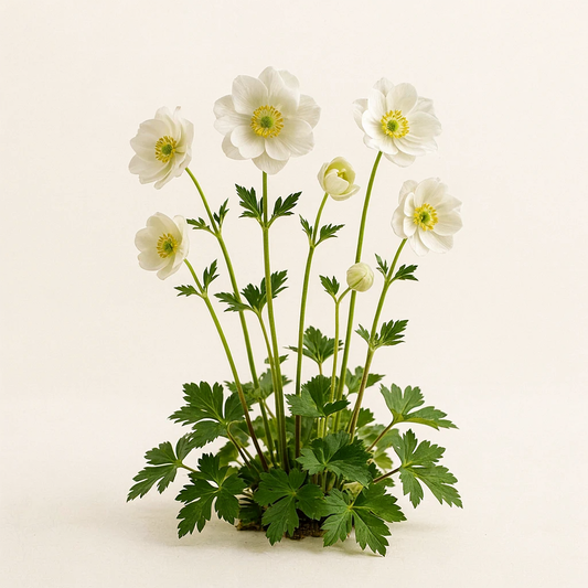Anemonoides nemorosa 'Frühlingsfest' (Anemone)