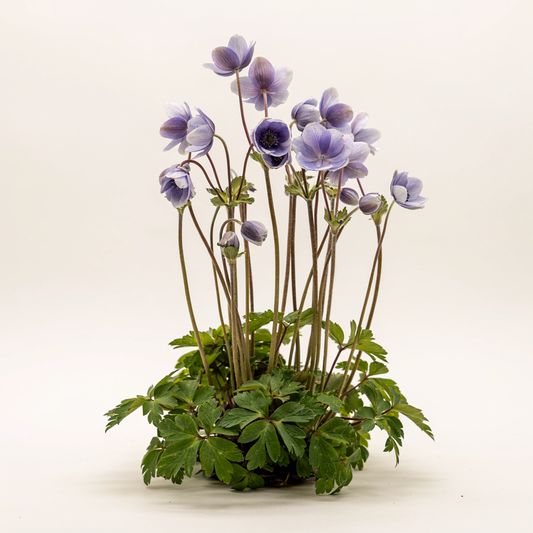 Anemonoides nemorosa 'Robinsoniana' (Anemone)
