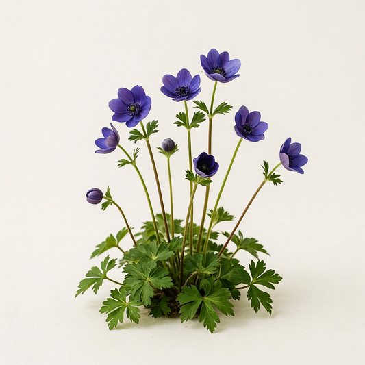 Anemonoides nemorosa 'Royal Blue' (Anemone)