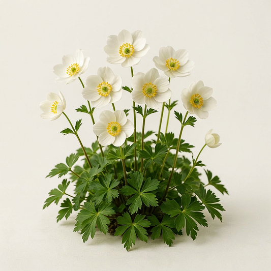 Anemonoides nemorosa 'Vestal' (Anemone)