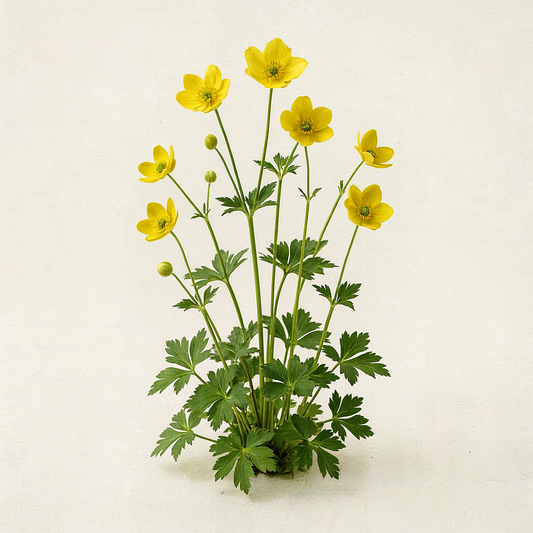 Anemonoides ranunculoides (Anemone)
