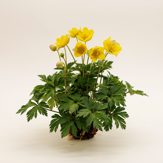 Anemonoides ranunculoides 'Fuchsis Traum' (Anemone
