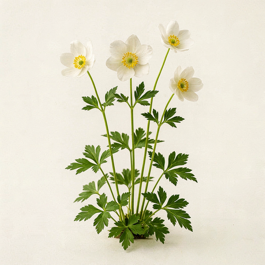 Anemonoides sylvestris  (Anemone)