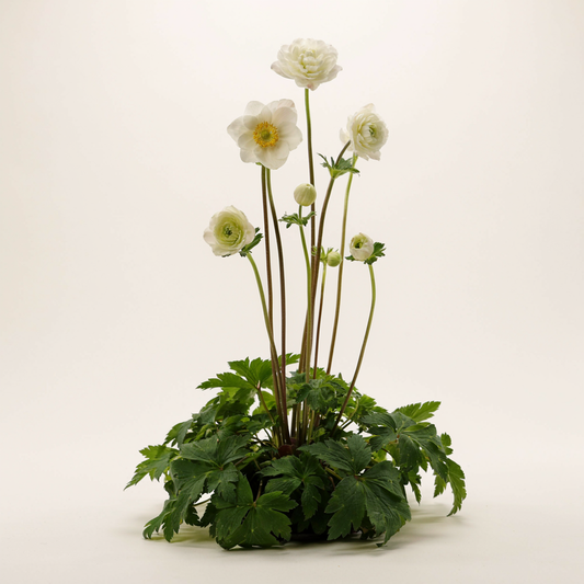 Anemonoides sylvestris 'Elise Fellmann'  (Anemone)