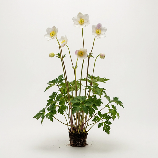 Anemonoides udensis [Typ Sibirien] (Anemone)