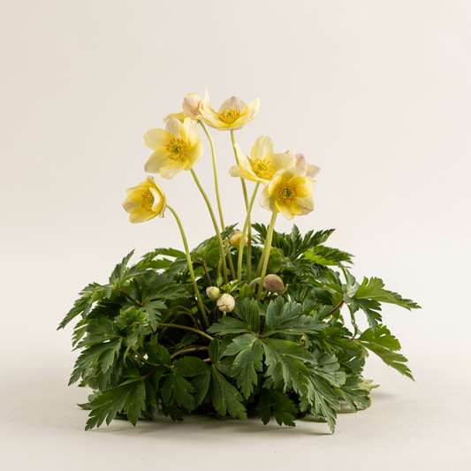 Anemonoides x lipsiensis (Anemone)