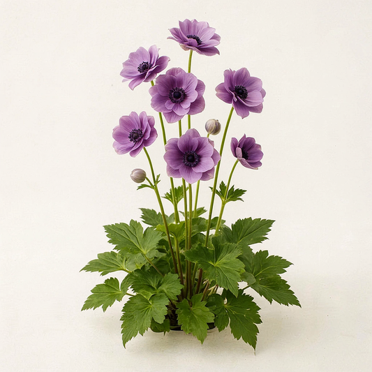 Anemonopsis macrophylla 'Flore Plena'