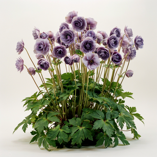 Anemonopsis macrophylla 'Flore Plena' XXL