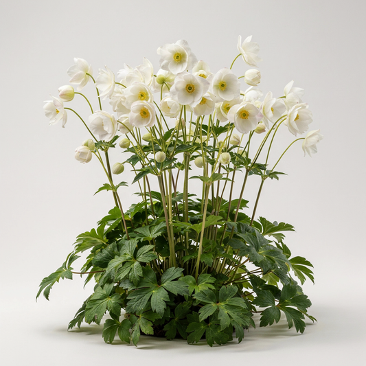 Anemonopsis macrophylla 'White Swan' XXL