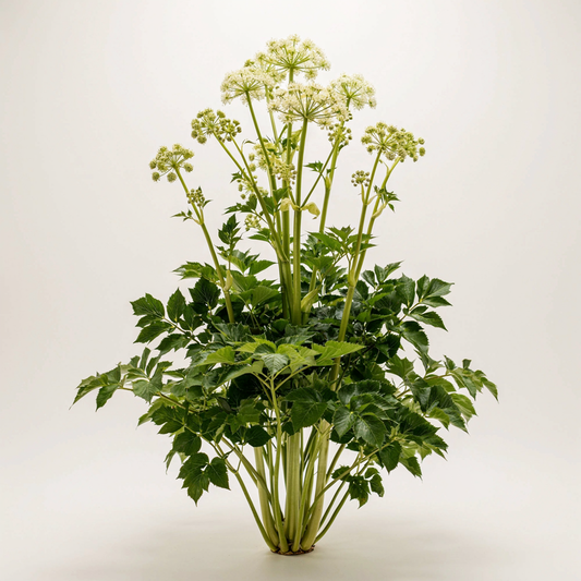 Angelica pachycarpa NIS