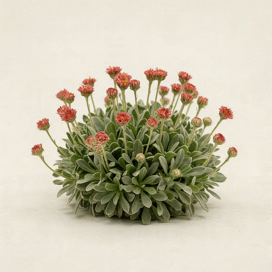Antennaria dioica 'Rotes Wunder'