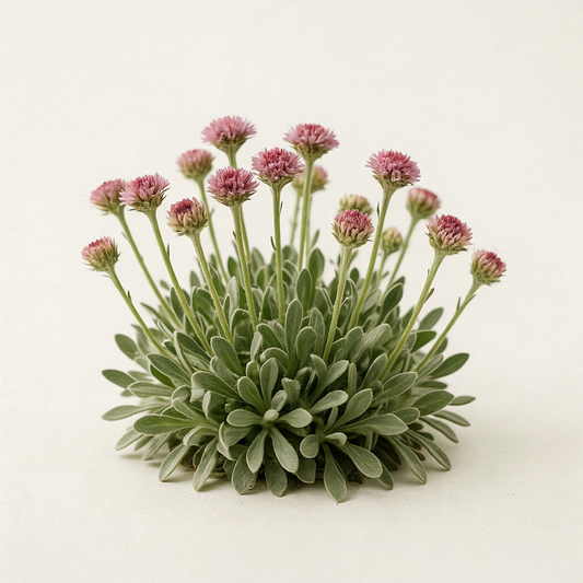 Antennaria dioica 'Rubra'