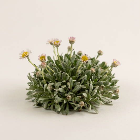 Antennaria dioica var. borealis