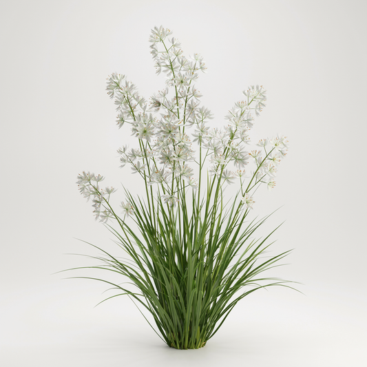 Anthericum ramosum