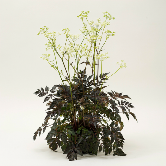 Anthriscus sylvestris 'Ravenswing'