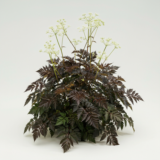 Anthriscus sylvestris 'Ravenswing' XXL