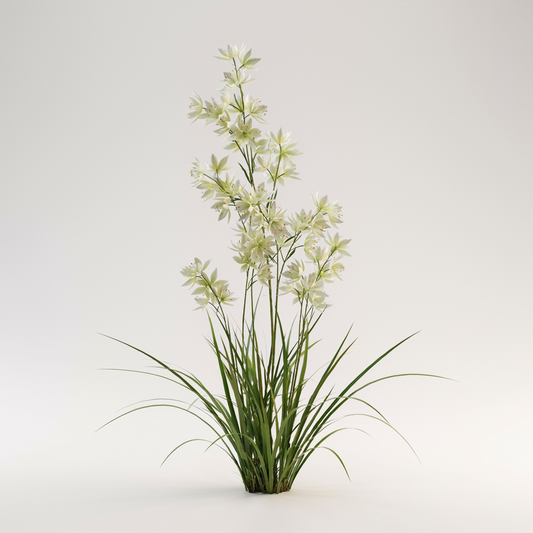 Anticlea elegans 'Pursh' (Zigadenus)