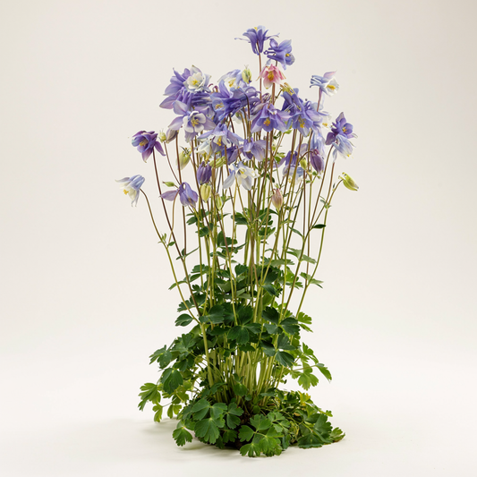 Aquilegia caerulea 'McKana'