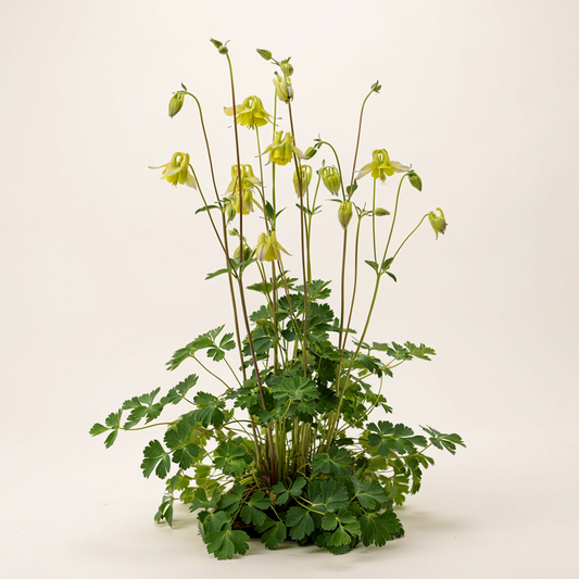 Aquilegia viridiflora