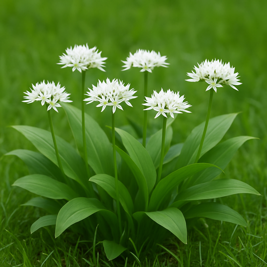 Allium ursinum