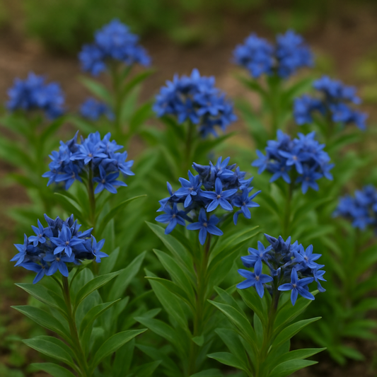 Amsonia 'Blue Ice'