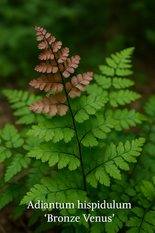 Adiantum hispidulum 'Bronze Venus'  NIS