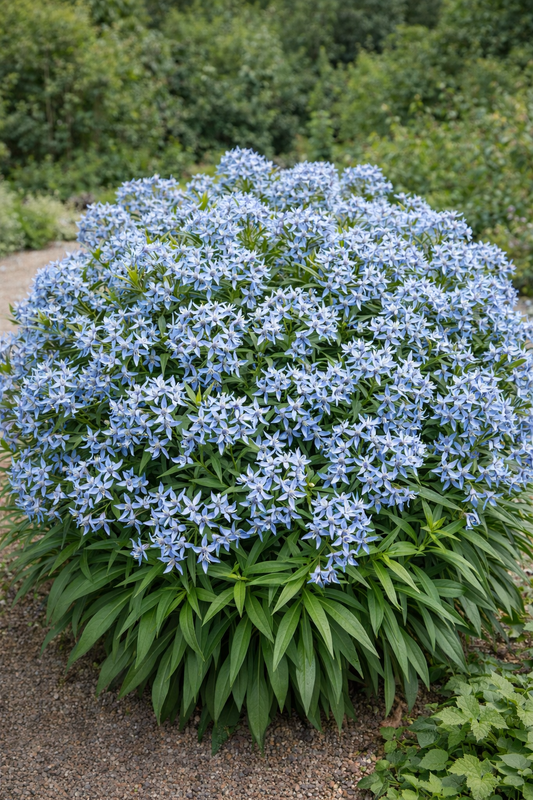 Amsonia 'Starstruck' ®